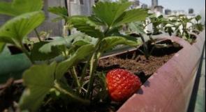How Hasna revived a barren rooftop to a lively garden