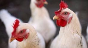 أمريكا تؤكد ظهور إنفلونزا الطيور في قطيع دجاج