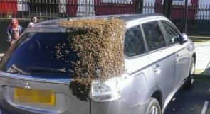 لاجل انقاذ الملكة... جيش من النحل يلاحق سيارة يومين متتاليين