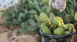 رغم قلة المساحات...فاكهة الصبر مصدر رزق موسمي في غزة
