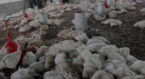 نفوق 40 ألف من أمهات الدجاج اللاحم في أكبر مزارع فلسطين