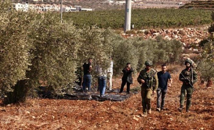 هيئة الجدار والاستيطان: 23 اعتداء وانتهاك تطال موسم الزيتون في 7 محافظات