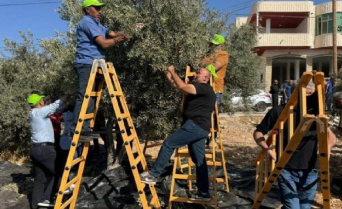 موسم الزيتون تحت التهديد.. لجان محلية وخطط ميدانية لحماية المزارعين من اعتداءات الاحتلال والمستوطنين