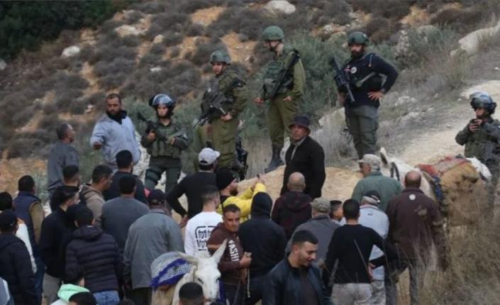 13 اعتداءً للاحتلال والمستوطنين استهدفت قاطفي الزيتون في 4 محافظات