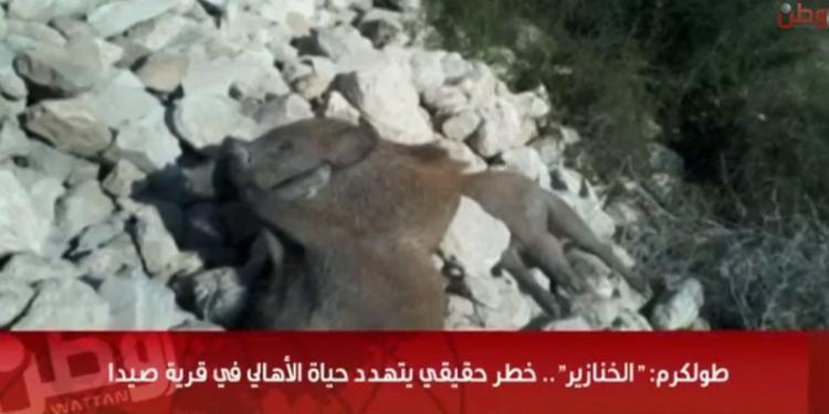 خاص لـ "وطن": بالفيديو... طولكرم: الخنازير.. خطر حقيقي يتهدد حياة الأهالي في قرية صيدا خاص لـ "وطن": بالفيديو... طولكرم: الخنازير.. خطر حقيقي يتهدد حياة الأهالي في قرية صيدا
