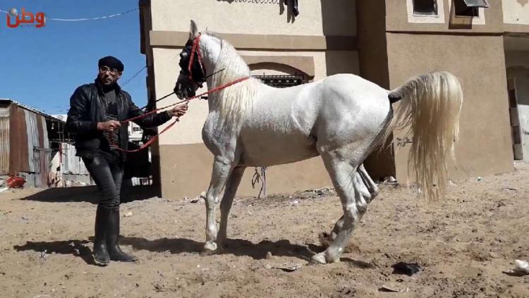 عميد الخيول عميد الخيول