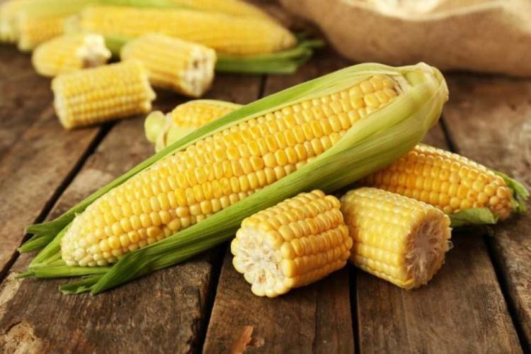 لماذا لا يستطيع البشر هضم الذرة؟