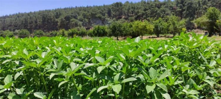 العودة إلى الأرض.. رحلة مع طعام المونة الفلسطيني العودة إلى الأرض.. رحلة مع طعام المونة الفلسطيني