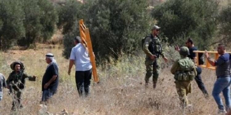 مستوطنون يهاجمون قاطفي الزيتون ويقطعون الطريق على طلبة مدارس جنوب الخليل