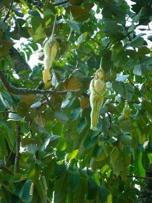 بالفيديو والصور .. شجرة تنبت ثمار على شكل نساء