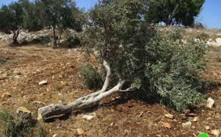 مستوطنون يقطعون أشجار زيتون شمال شرق رام الله مستوطنون يقطعون أشجار زيتون شمال شرق رام الله