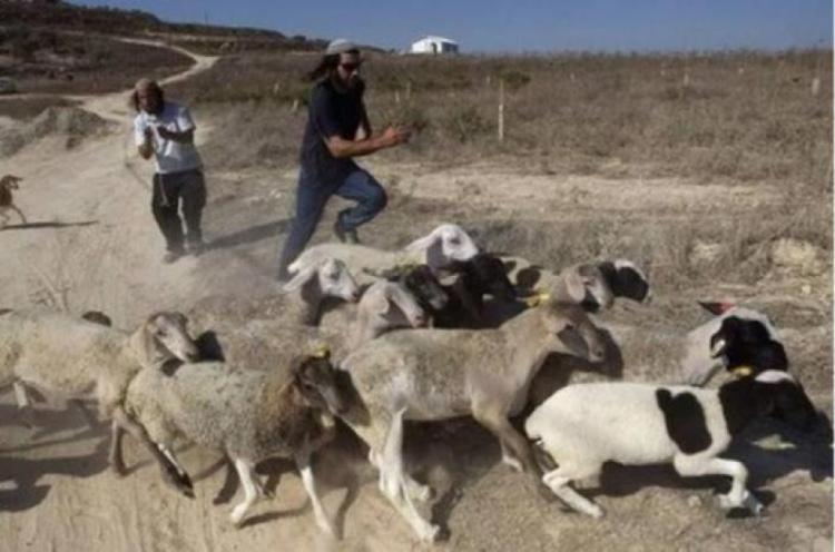 مستوطنون يسرقون أغناما وجرارا زراعيا من عصيرة القبلية جنوب نابلس مستوطنون يسرقون أغناما وجرارا زراعيا من عصيرة القبلية جنوب نابلس