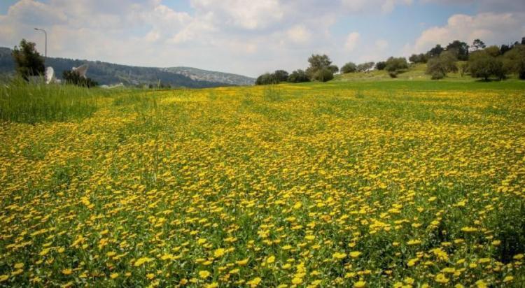 الطقس: أجواء ربيعية وانخفاض ملموس على درجات الحرارة الطقس: أجواء ربيعية وانخفاض ملموس على درجات الحرارة