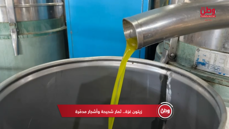 زيتون غزة.. ثمار شحيحة وأشجار مدمّرة زيتون غزة.. ثمار شحيحة وأشجار مدمّرة