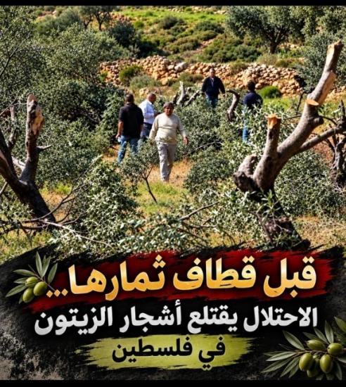 محمود كلّم يكتب لوطن: اقتلعوا أشجار الزيتون… ولم يقتلعوا الحكاية محمود كلّم يكتب لوطن: اقتلعوا أشجار الزيتون… ولم يقتلعوا الحكاية