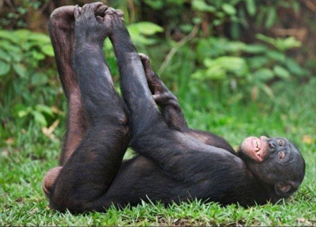 قرود الشمبانزي تسكر في إفريقيا!