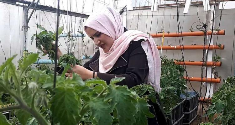 إرادة حولت الحلم إلى حقيقة.. محاصيل مزروعة "بالمياه" بلا أسمدة ولا مبيدات! إرادة حولت الحلم إلى حقيقة.. محاصيل مزروعة "بالمياه" بلا أسمدة ولا مبيدات!