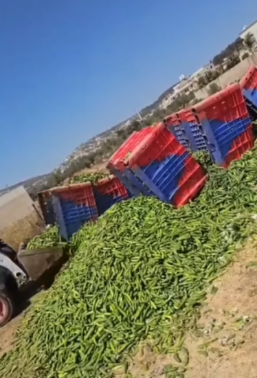 كساد الخضراوات يعصف بالمزارعين مجددًا ويجبرهم على "إعدام" محاصيلهم كساد الخضراوات يعصف بالمزارعين مجددًا ويجبرهم على "إعدام" محاصيلهم