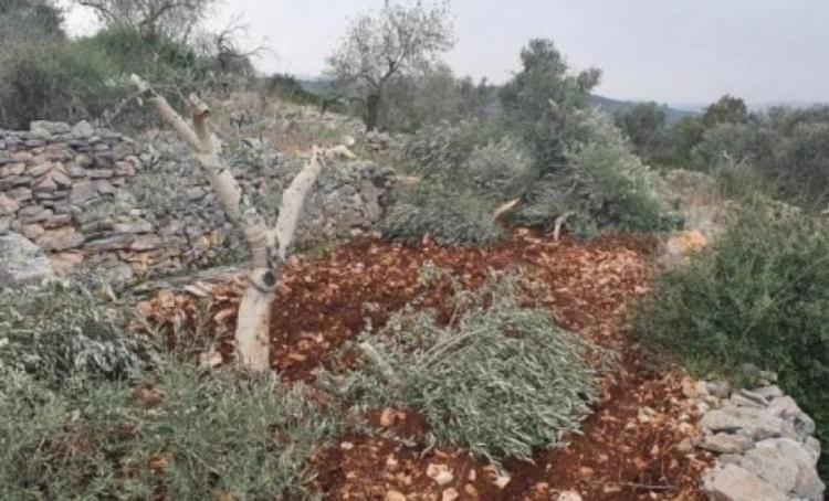 مستوطنون يكسرون أشجار زيتون في أبو انجيم مستوطنون يكسرون أشجار زيتون في أبو انجيم