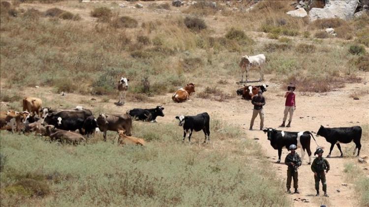 مستوطنون يطلقون مواشيهم بين منازل المواطنين في سنجل