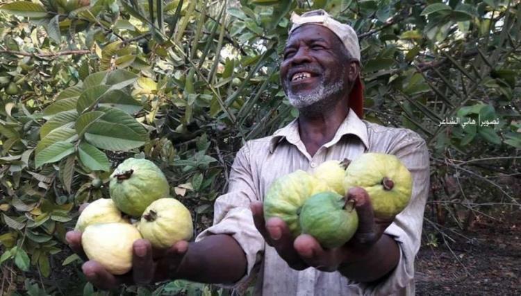 مواصي غزة بين ماضٍ زراعي عريق وحاضر يحاصره الاحتلال وملوحة المياه مواصي غزة بين ماضٍ زراعي عريق وحاضر يحاصره الاحتلال وملوحة المياه