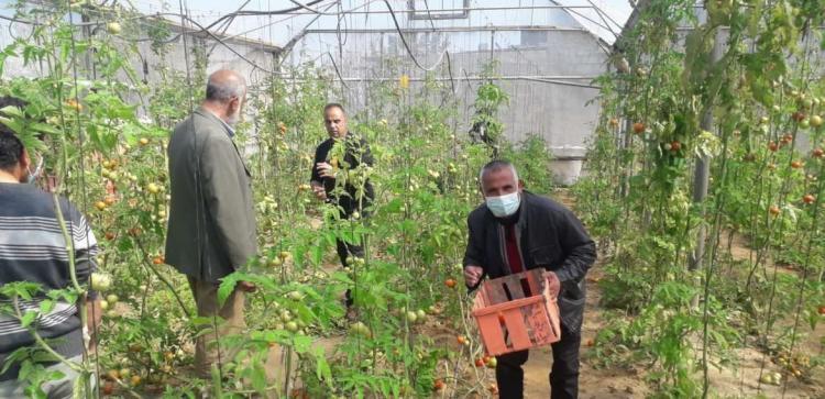 الإغاثة الزراعية تنفذ مبادرة "نحو مجتمع صامد" لتعزيز صمود المزارعين في شمال قطاع غزة