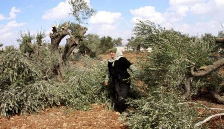 مستوطنون يقطعون 12 شجرة زيتون غرب سلفيت مستوطنون يقطعون 12 شجرة زيتون غرب سلفيت
