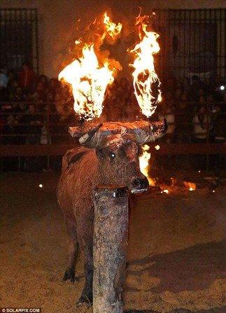 بالصور... مهرجان حرق الثيران في إسبانيا