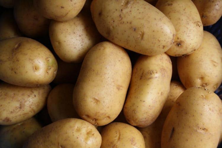 مزارعو البطاطا في الأغوار يتكبدون خسائر بالملايين.. ويحملون الزراعة عبر وطن المسؤولية