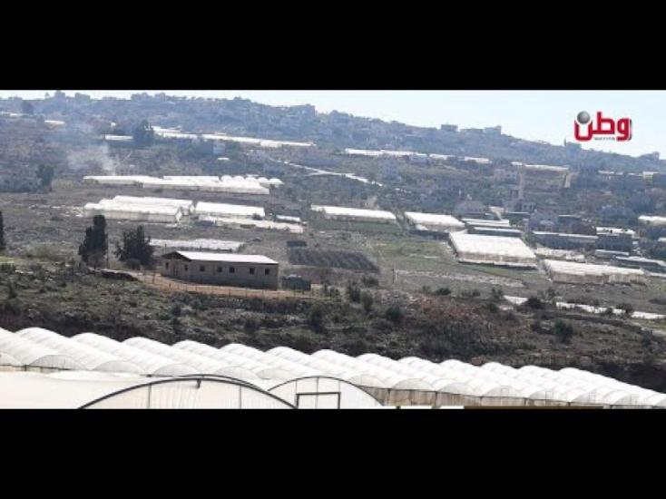 الزراعة في "طمون" في مواجهة تحديات الأسعار وقلة الدعم الزراعة في "طمون" في مواجهة تحديات الأسعار وقلة الدعم