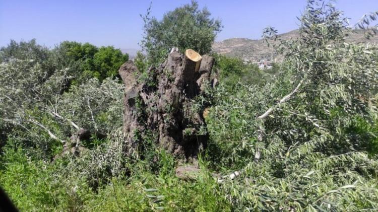 مستوطنون يقتلعون أشجار زيتون في منطقة "خلايل اللوز" ببيت لحم مستوطنون يقتلعون أشجار زيتون في منطقة "خلايل اللوز" ببيت لحم
