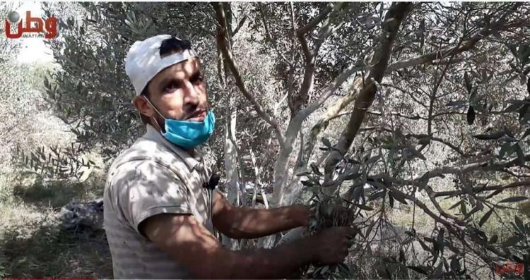 غزة.. كورونا تفرض نفسها على طقوس موسم الزيتون غزة.. كورونا تفرض نفسها على طقوس موسم الزيتون