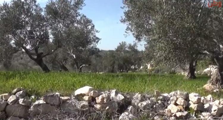 خاص لـ "وطن": بالفيديو... طولكرم: الأعشاب الجبلية يتهددها الانقراض خاص لـ "وطن": بالفيديو... طولكرم: الأعشاب الجبلية يتهددها الانقراض