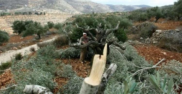 مستوطنون يقطعون مئات أشجار الزيتون المعمرة غرب بيت لحم مستوطنون يقطعون مئات أشجار الزيتون المعمرة غرب بيت لحم