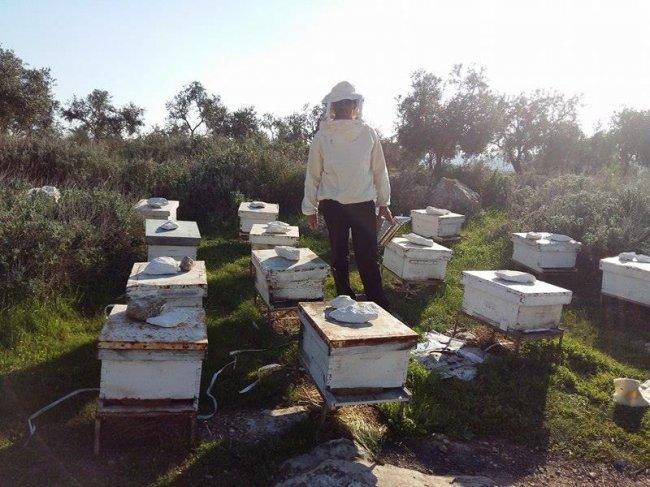 خاص لـ "وطن": بالفيديو.. الخليل: تربية النحل في الشتاء.. استثمار وغذاء