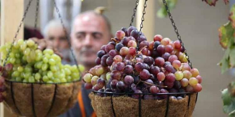ضعف في الإقبال على عنب الخليل.. والمزارعون يناشدون لحماية الموسم ضعف في الإقبال على عنب الخليل.. والمزارعون يناشدون لحماية الموسم