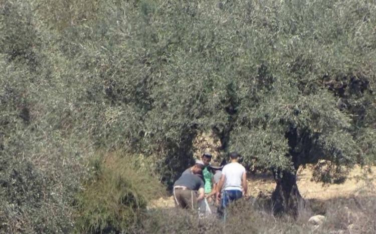 مستوطنون يسرقون ثمار زيتون من بلدة المزرعة الشرقية