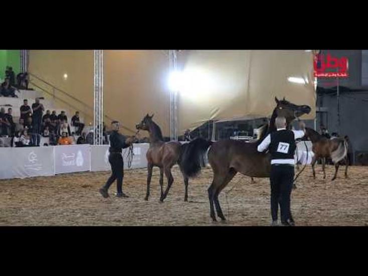 صهيل الأصالة يصدح في روابي.. انطلاق بطولة فلسطين لجمال الخيل العربية صهيل الأصالة يصدح في روابي.. انطلاق بطولة فلسطين لجمال الخيل العربية