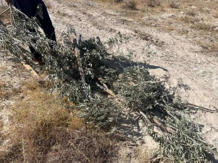 مستوطنون يقتلعون 200 غرسة زيتون جنوب نابلس مستوطنون يقتلعون 200 غرسة زيتون جنوب نابلس