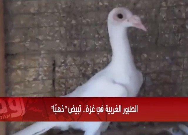 خاص لـ "وطن": بالفيديو... الطيور الغربية في غزة.. تبيض "ذهبًا" خاص لـ "وطن": بالفيديو... الطيور الغربية في غزة.. تبيض "ذهبًا"