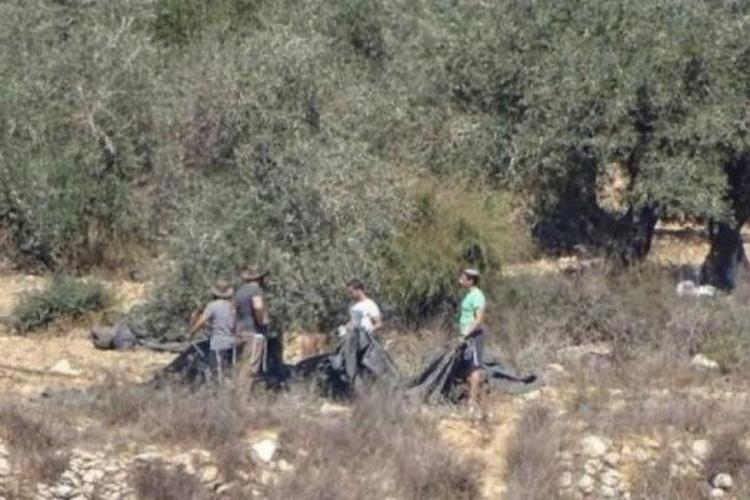 مستوطنون يسرقون ثمار زيتون ويطلقون الرصاص صوب مزارع شرق مردا مستوطنون يسرقون ثمار زيتون ويطلقون الرصاص صوب مزارع شرق مردا