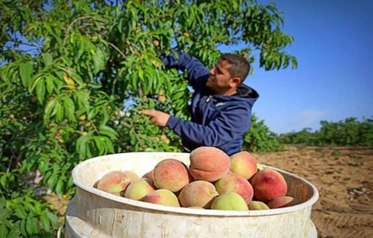 وسط سعادة بوفرة الإنتاج..موسم الخوخ في غزة الأفضل منذ سنوات وسط سعادة بوفرة الإنتاج..موسم الخوخ في غزة الأفضل منذ سنوات