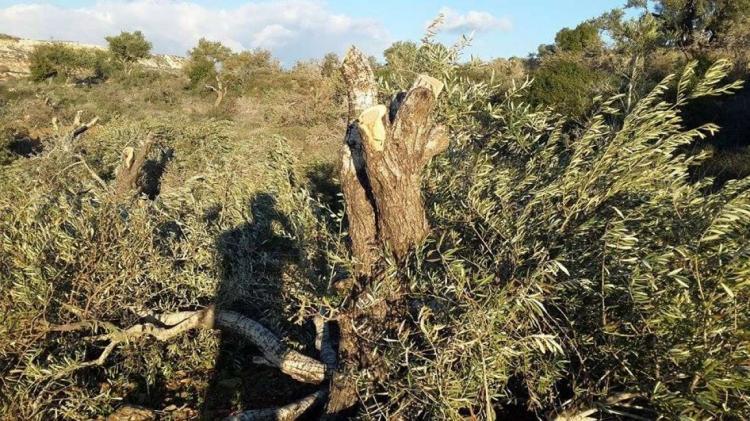 الاحتلال يقطع نحو 200 شجرة زيتون شرق سلفيت الاحتلال يقطع نحو 200 شجرة زيتون شرق سلفيت