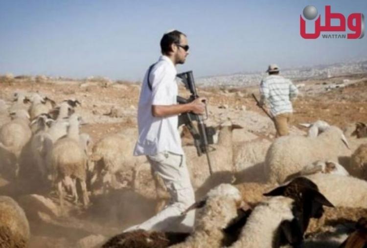 مستوطنون يطاردون ماشية المواطنين في الأغوار الشمالية مستوطنون يطاردون ماشية المواطنين في الأغوار الشمالية