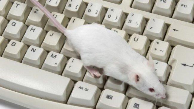 فئران لمحاربة الأخبار المزيفة.. هل يمكن ذلك؟