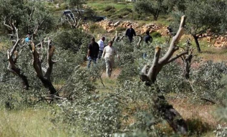 مستوطنون يقطعون أشجار زيتون في قرية المغير شرق جنين مستوطنون يقطعون أشجار زيتون في قرية المغير شرق جنين
