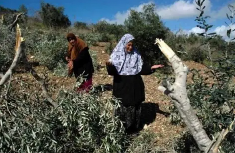 مستوطنون يعتدون على المواطنين وأشجار الزيتون في عرابة جنوب جنين مستوطنون يعتدون على المواطنين وأشجار الزيتون في عرابة جنوب جنين