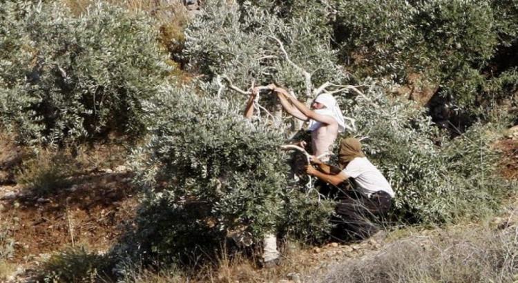 مستوطنون يسرقون ثمار الزيتون في أم صفا شمال رام الله مستوطنون يسرقون ثمار الزيتون في أم صفا شمال رام الله