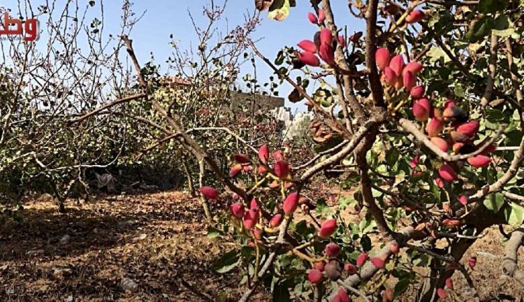 في فرخة قضاء سلفيت.. أول مزرعة فستق حلبي في فلسطين