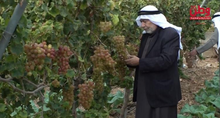 عنب الخليل ... موسم مثقل بإعتداءات جيش ومستوطني الاحتلال وتراجع الاسعار عنب الخليل ... موسم مثقل بإعتداءات جيش ومستوطني الاحتلال وتراجع الاسعار